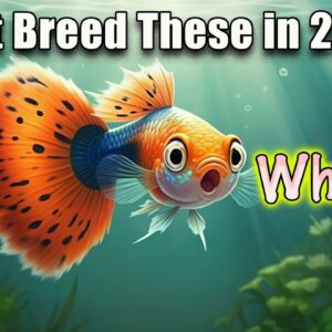 Don't Breed These Fish in 2025!