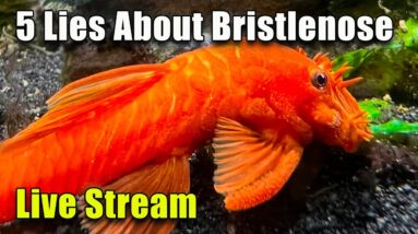 [LIVE]  5 Lies About Bristlenose Plecos and Fish Q&A! Plus a Giveaway!