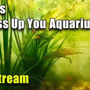 [LIVE]  5 Ways to Mess Up Your Aquarium and Fish Q&A! Plus a Giveaway!