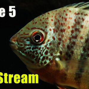 [LIVE]  These 5 Fish Don't Get Enough Attention and Fish Q&A!