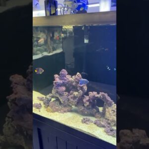 Mexican turbo snails for the W! 🐌Oh BTW, the TAP WATER ONLY, Saltwater tank is doing very well 😁