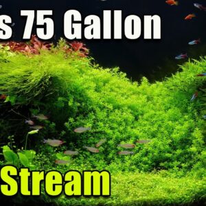 [LIVE]  55 Gallon vs 75 Gallon + a Fish Q&A and a Giveaway!
