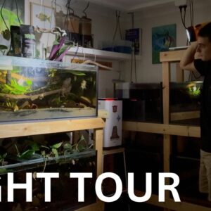My Fish Room After Dark: A Late-Night Look!