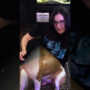 Fish Better Than Dogs? #shorts #aquarium #fishtank #dog #doglover #doglife #pets