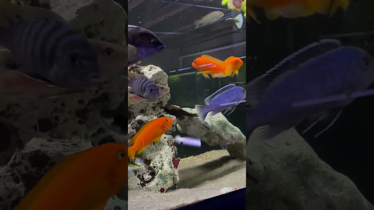 What To DO With Fish Babies! #shorts #aquarium #fishtank #fishkeeping # ...