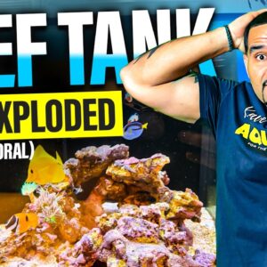 MASSIVE Coral Delivery Makes My Reef Tank GLOW!