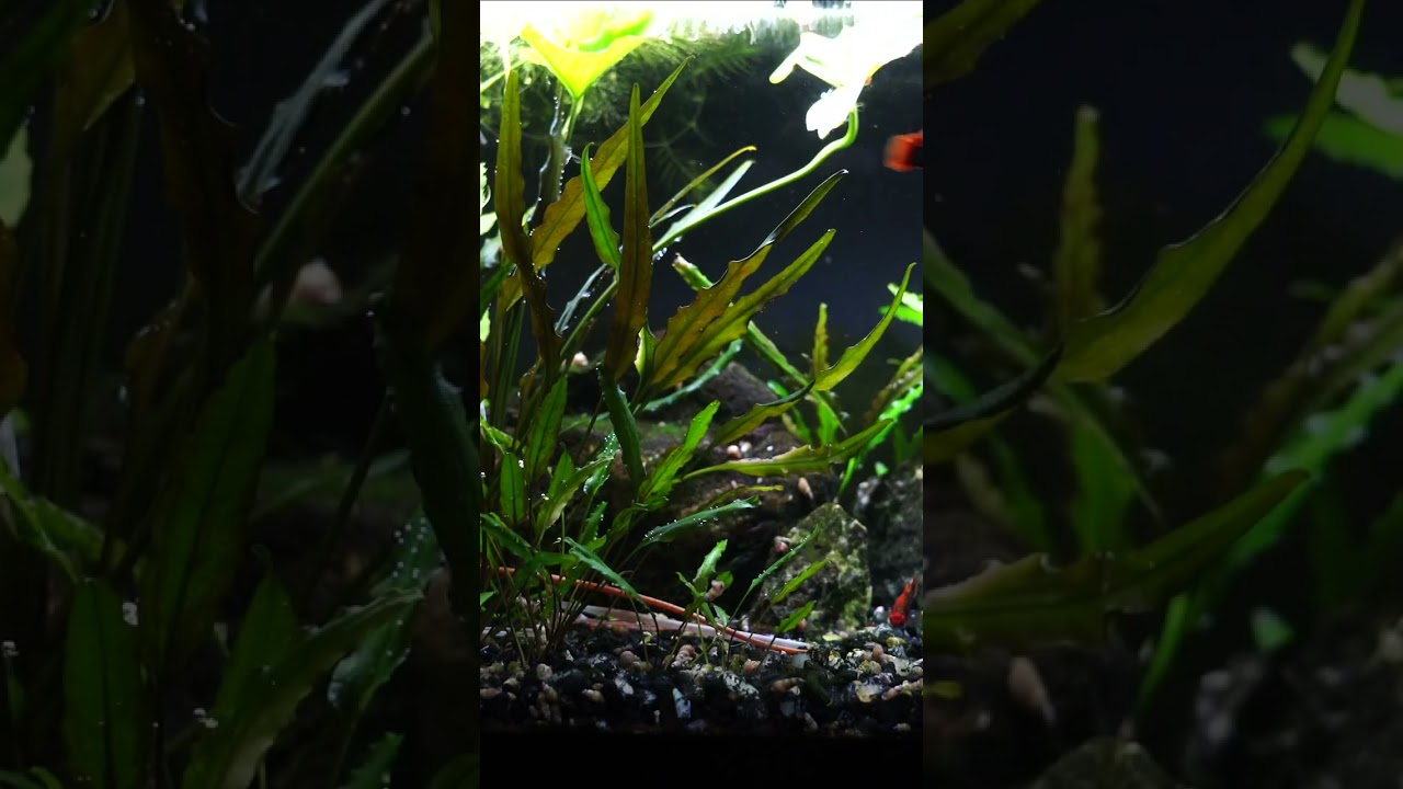 The Coolest Platy Fish Ever? Hi Fin Variatus