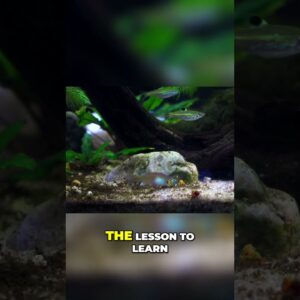 Pea Puffers vs Cichlid: Who Wins the Food Fight?