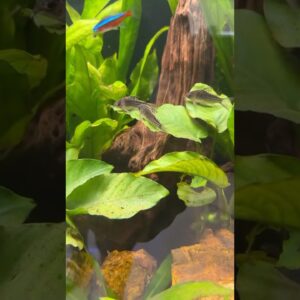 The overwatch, standing guard! 👀 #plantedtank #plantedaquarium