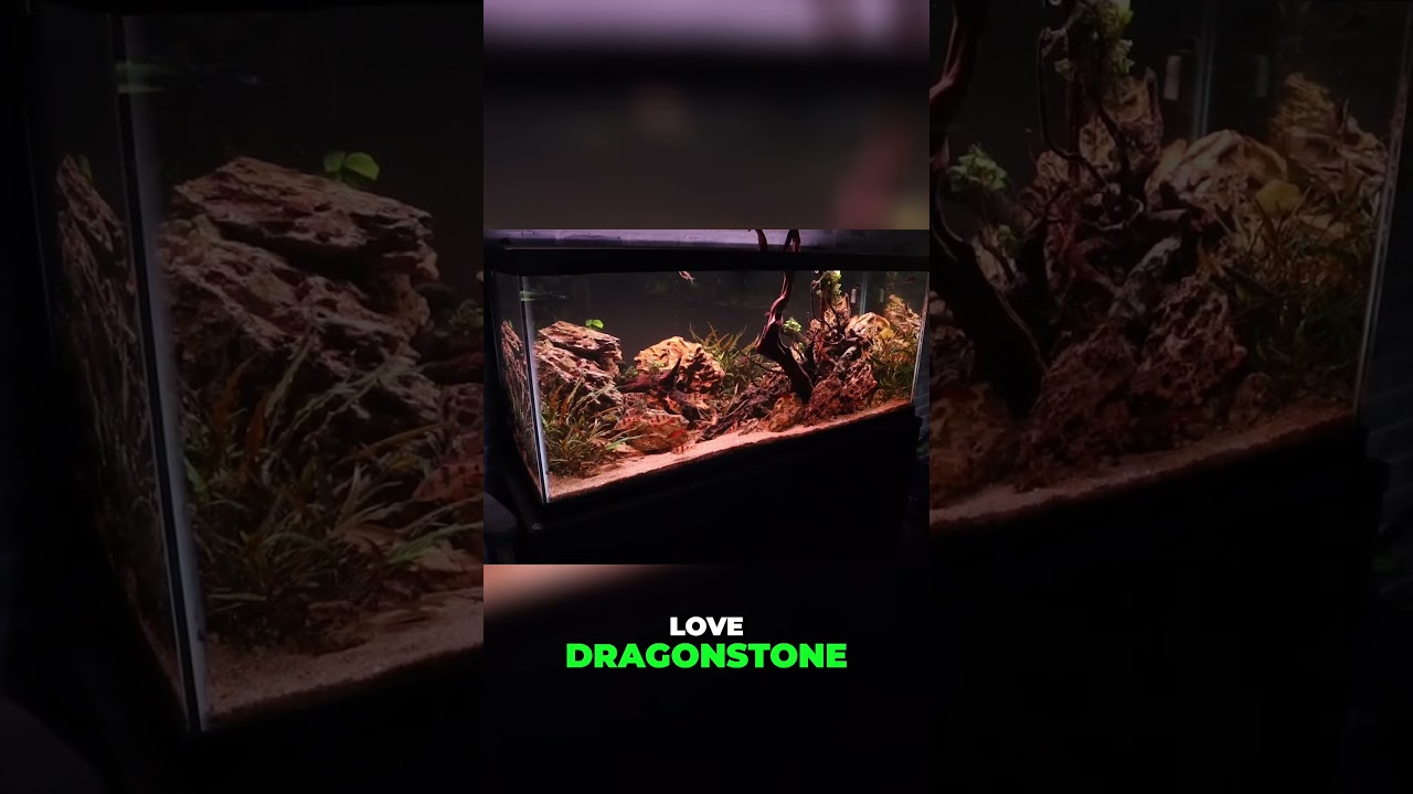 Dragon Stone Aquarium: Barbs, Mouthbrooder, & Threadfin Gobies!