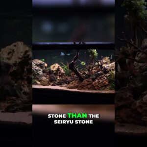Dragon Stone Aquascaping: Tips and Tricks for Beginners!