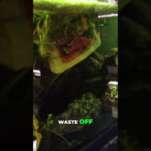 Gravel Vac Cleaning Your Fish Tank Like a PRO!