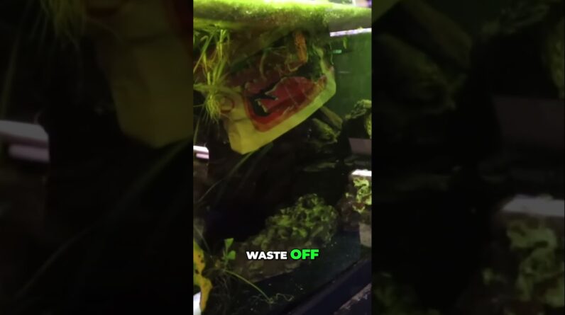 Gravel Vac Cleaning Your Fish Tank Like a PRO!