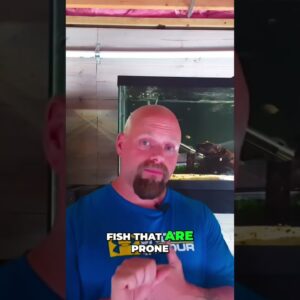 Quarantine Tank Guide: Substrate & Medication Tips!