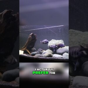 Aquarium Tank Size: 40 Breeder vs  55 Gallon Showdown!